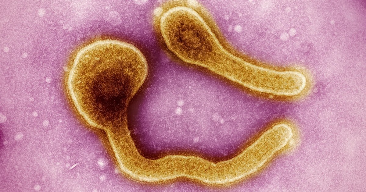 A Summer Parasite Outbreak Is Testing America’s Produce-Safety System