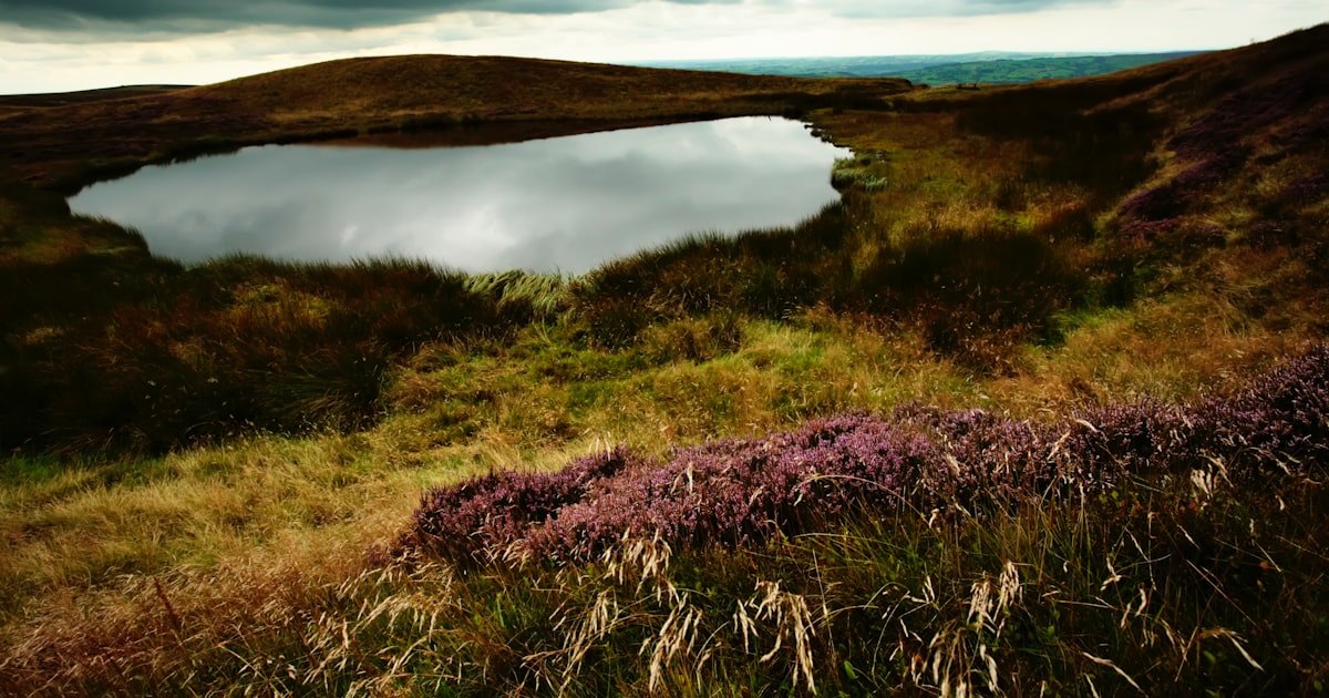 Britain's Vanishing Ponds Signal Wider Habitat Losses