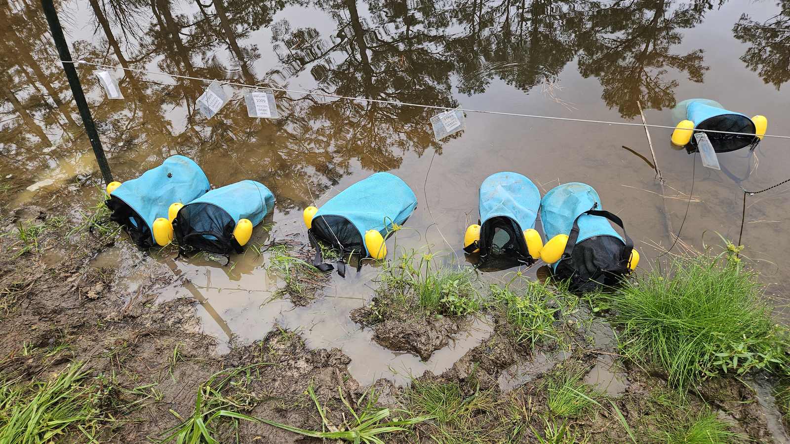 Protective buckets containing reintroduced Houston toad eggs at a pond in Bastrop County, Texas. Elizabeth Bates/USFWS
