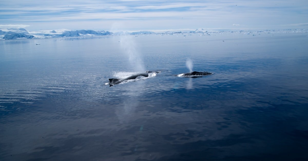 NOAA Fisheries photo by Ed Lyman showing authorized large-whale responders with fishing gear removed from an entangled whale