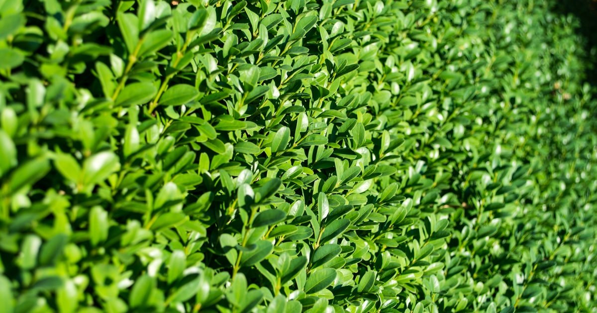 CoreWeave’s hedging idea shows the AI cloud boom has a memory-chip problem